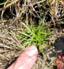 Eriocaulon koernickianum