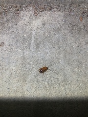 Parcoblatta americana