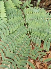 Albizia kalkora