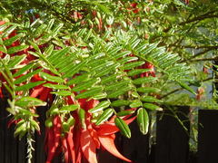 Clianthus maximus
