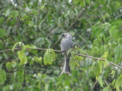 Dicrurus leucophaeus leucogenis