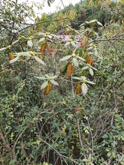 Rhododendron latoucheae