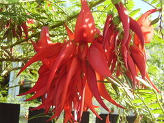 Clianthus maximus