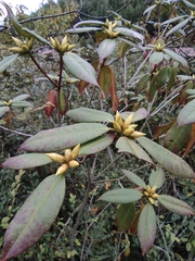 Rhododendron latoucheae