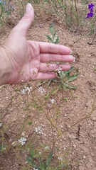 Bifora radians