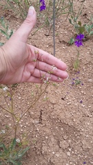 Bifora radians