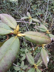 Rhododendron latoucheae
