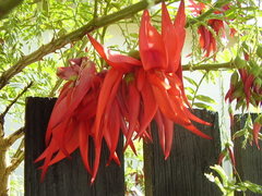 Clianthus maximus