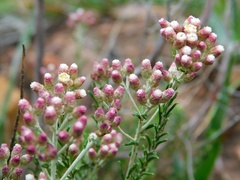 Helichrysum teretifolium