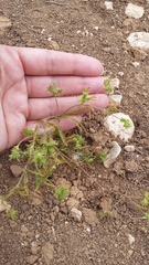 Ranunculus arvensis