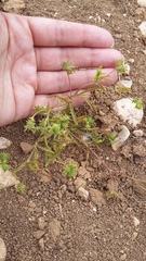 Ranunculus arvensis