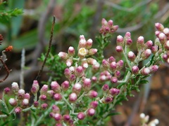 Helichrysum teretifolium