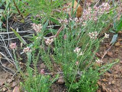 Helichrysum teretifolium