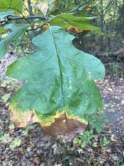 Quercus velutina