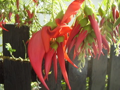 Clianthus maximus