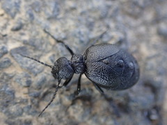 Meloe rugosus