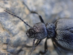 Meloe rugosus
