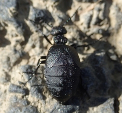 Meloe rugosus