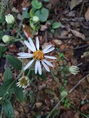 Aster ageratoides