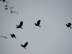 Rhyticeros undulatus