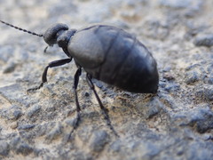 Meloe rugosus