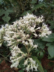 Eupatorium chinense