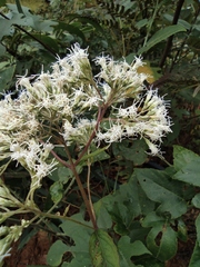 Eupatorium chinense