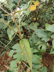 Eupatorium chinense