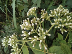 Eupatorium chinense