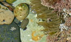 Parabunodactis imperfecta