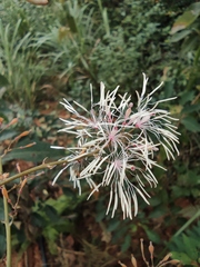Macleaya microcarpa