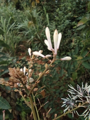 Macleaya microcarpa