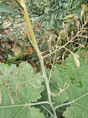 Macleaya microcarpa