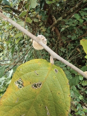 Actinidia eriantha