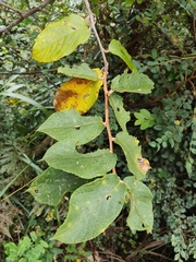 Actinidia eriantha