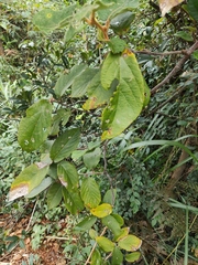 Actinidia eriantha