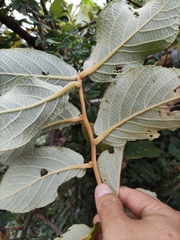 Actinidia eriantha