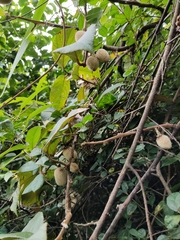 Actinidia eriantha