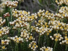 Helichrysum teretifolium