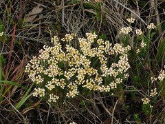 Helichrysum teretifolium