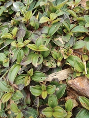 Melastoma dodecandrum