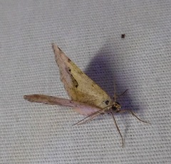 Frederickia s-signata