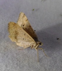 Frederickia s-signata