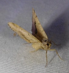 Frederickia s-signata