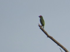 Psilopogon haemacephalus