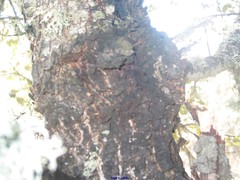 Biscogniauxia mediterranea