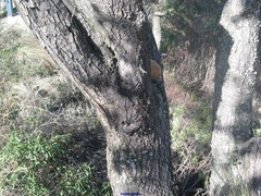 Biscogniauxia mediterranea