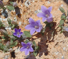 Campanula scopelia