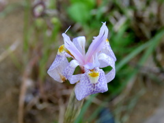 Moraea simulans