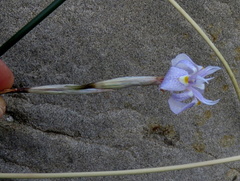 Moraea simulans